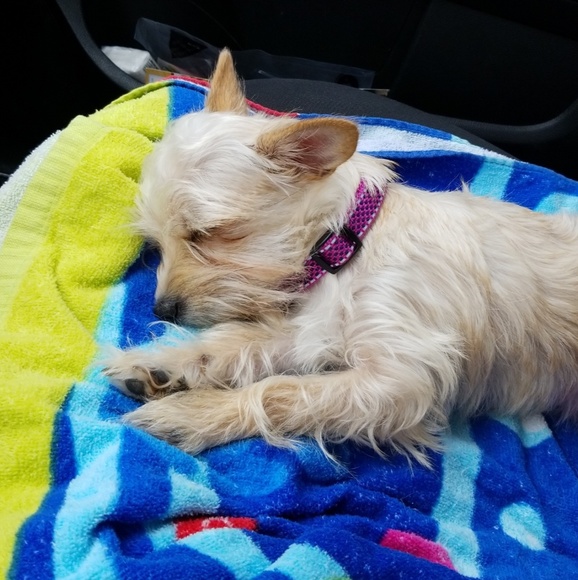 Meet your Posher, Mikala - Picture 3 of 5